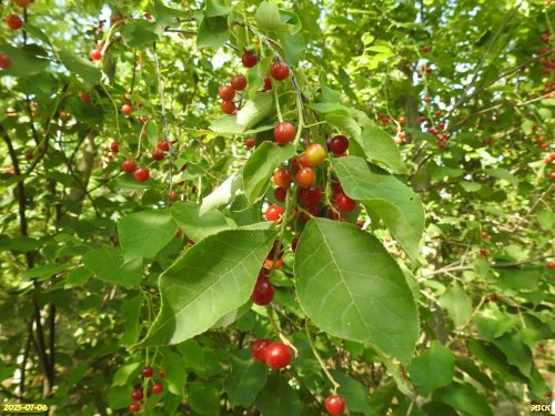Махалебка обыкновенная (вишня магалебская) в перспективной ООПТ Меклетинское перелесье