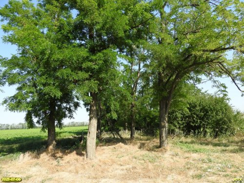 Перспективная ООПТ Меклетинское перелесье