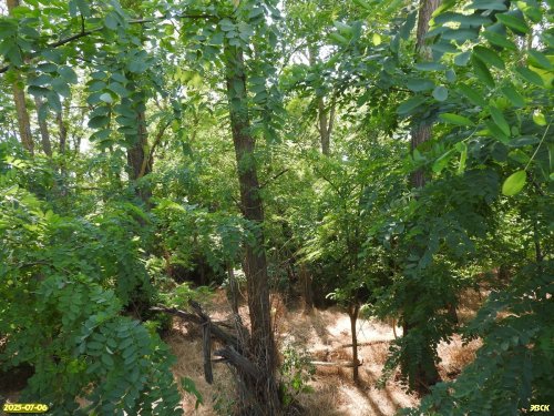 Перспективная ООПТ Урочище Туркино