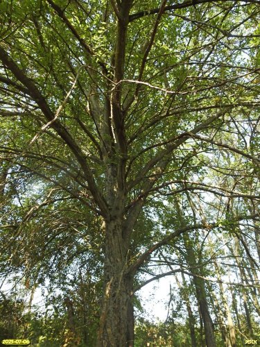 Перспективная ООПТ Урочище Туркино