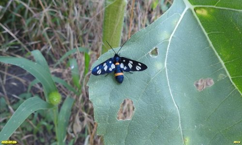 Бабочка лжепестрянка обыкновенная в перспективной ООПТ Урочище Туркино