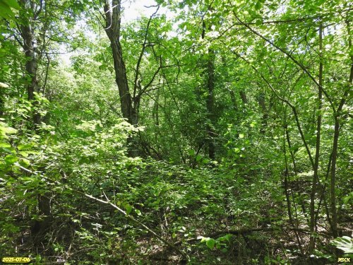 Перспективная ООПТ Острокурганский лес