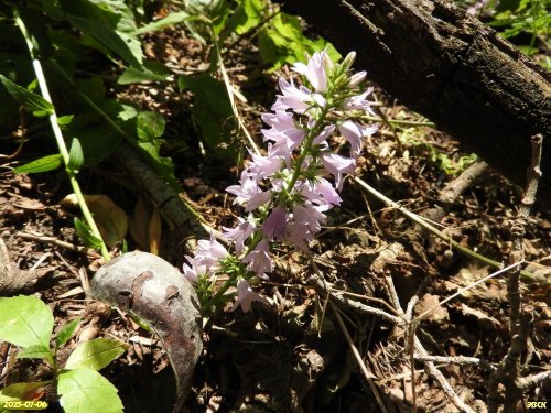 Колокольчик Болонский в перспективной ООПТ Острокурганский лес