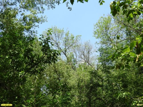 Перспективная ООПТ Острокурганский лес