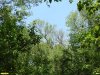 Перспективная ООПТ Острокурганский лес