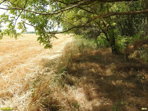 Окраина перспективной ООПТ Балка Малая Бурая