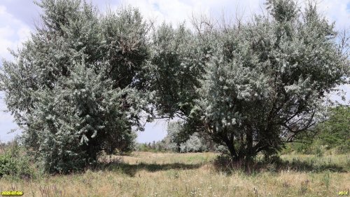 Перспективная ООПТ Буробалковская лесостепь