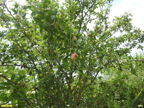 Одичавшая сортовая яблоня в перспективной ООПТ Новопавловская роща