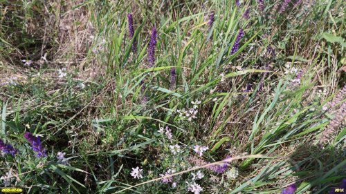 Богатое разнотравье в перспективной ООПТ Новопавловский участок степи
