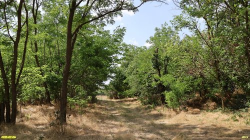 Перспективная ООПТ Роща на улице Октябрьской