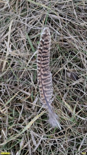 Перо фазана обыкновенного в перспективной ООПТ Рассыпной лес