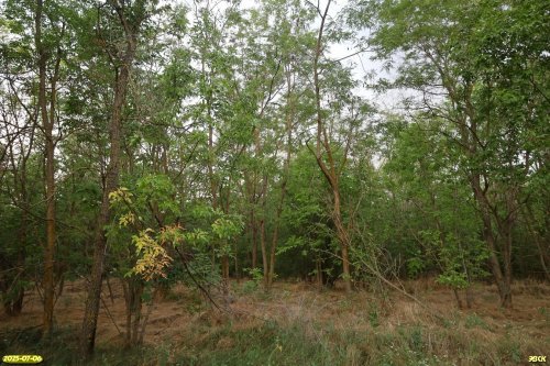 Перспективная ООПТ Рассыпной лес