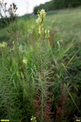 Льнянка Биберштейна в перспективной ООПТ Рассыпной лес