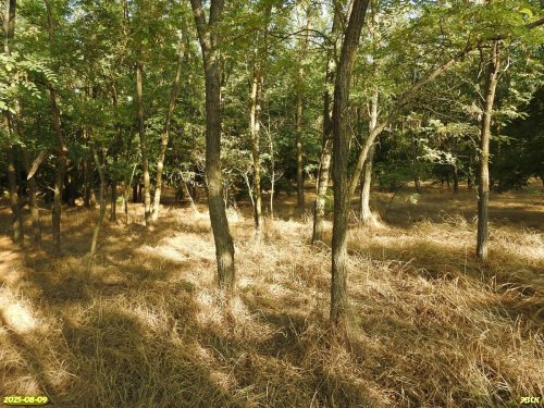 Перспективная ООПТ Мигутинский лес