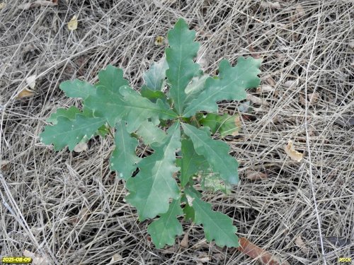 Поросль дуба черешчатого в перспективной ООПТ Мигутинский лес