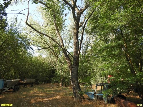 Перспективная ООПТ Шанькина роща