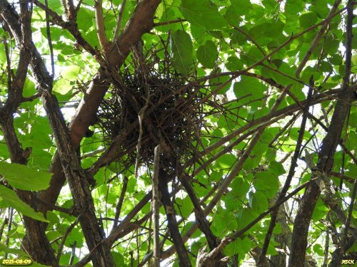 Воронье гнездо в перспективной ООПТ Шанькина роща