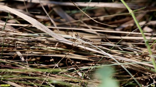 Саранча в перспективной ООПТ Шанькина роща