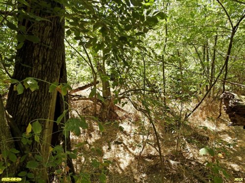 Перспективная ООПТ Стародеревянковская роща