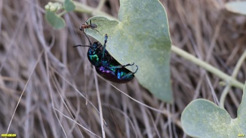 Листоед азиатский и муравей краснощёкий в перспективной ООПТ Черкасский берег Челбаса