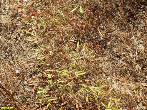 Миндаль степной (низкий) в перспективной ООПТ Черкасский берег Челбаса