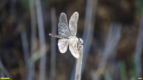 Селисия чёрная в перспективной ООПТ Западно-Челбасское солочаковое озеро