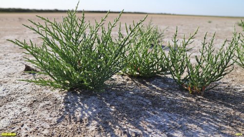 Солерос солончаковый в перспективной ООПТ Западно-Челбасское солочаковое озеро