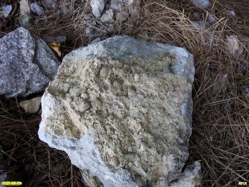Следы раковин в камне на территории перспективной ООПТ Сладколиманская роща