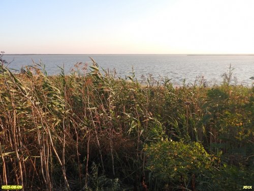 Тростниковые заросли в перспективной ООПТ Берег Сладкого лимана