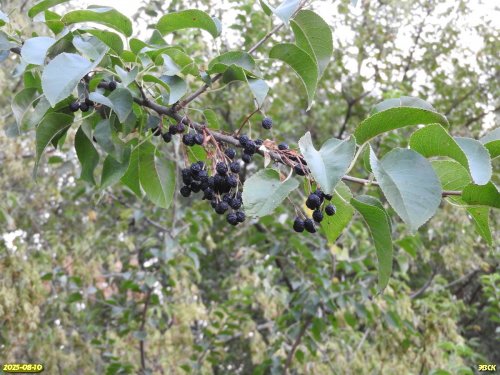 Махалебка обыкновенная в перспективной ООПТ Каневской лесопарк