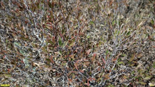 Миндаль степной (низкий) в перспективной ООПТ Урочище Раздол