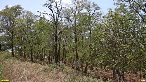 Перспективная ООПТ Урочище Раздол