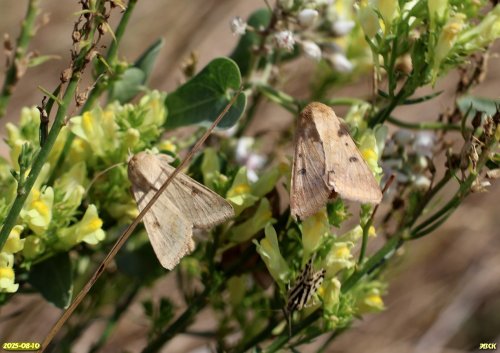 Совка хлопковая в перспективной ООПТ Раздольский курган