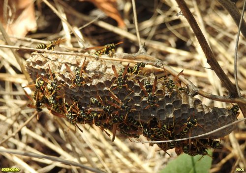 Монгольский полист в перспективной ООПТ Восточно-Новодеревянковская роща