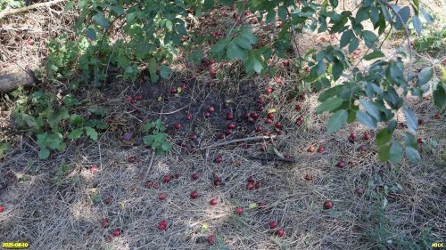 Усеянная плодами алычи земля в перспективной ООПТ Восточно-Новодеревянковская роща