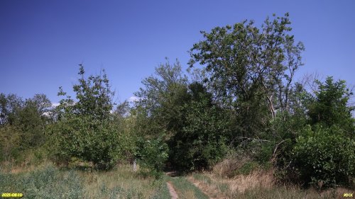 Перспективная ООПТ Восточно-Новодеревянковская роща