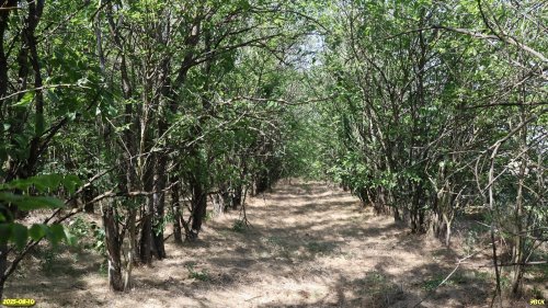 Посадка шелковицы в перспективной ООПТ Северо-Новодеревянковская роща