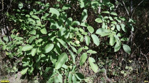 Орех грецкий в перспективной ООПТ Северо-Новодеревянковская роща
