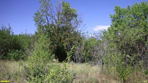 Перспективная ООПТ Северо-Новодеревянковская роща