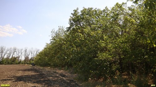 Перспективная ООПТ Северо-Новодеревянковская роща