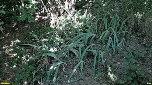 Листья ириса в перспективной ООПТ Цвириньковская роща