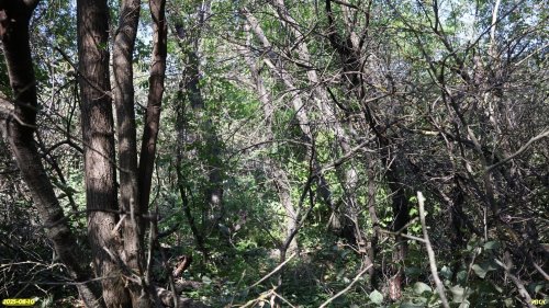 Перспективная ООПТ Цвириньковская роща