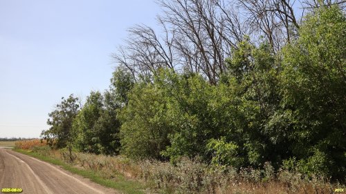 Перспективная ООПТ Цвириньковская роща