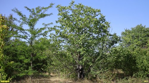 Перспективная ООПТ Берковский Сад 