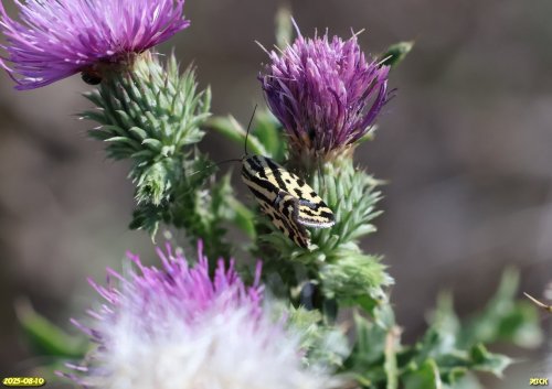 Совка вьюнковая в перспективной ООПТ Берковский Сад 