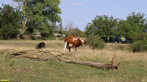 Территорию перспективной ООПТ Поправкин Сад местные жители используют для выпаса скота и пчеловодства