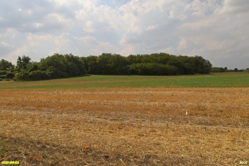 Перспективная ООПТ Роща на улице Южной