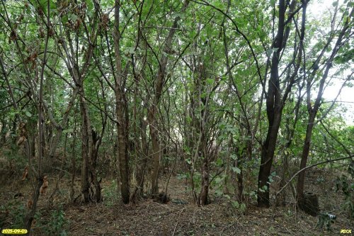 Перспективная ООПТ Роща на улице Южной