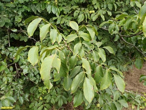 Орех грецкий в перспективной ООПТ Роща на улице Южной