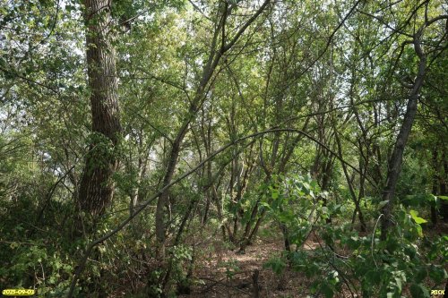 Перспективная ООПТ Большечелбасская роща